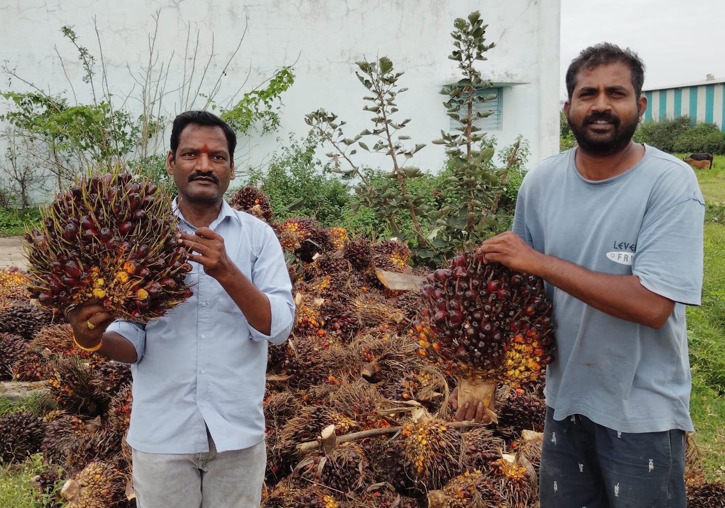 బీబీపేట్‌లో ఆయిల్‌పామ్ గెలల సేకరణకు సంబంధించిన దృశ్యం