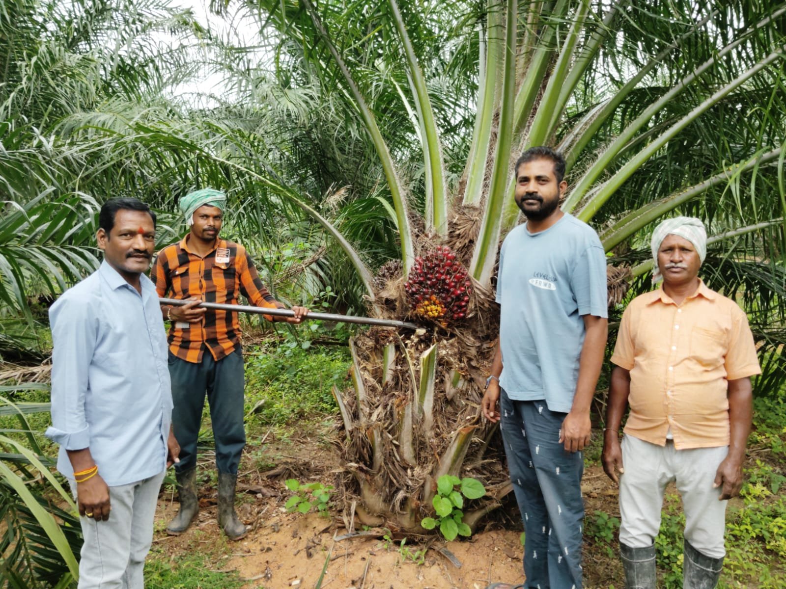 ఆయిల్‌పామ్ గెలల సేకరణకు సంబంధించిన మరో దృశ్యం