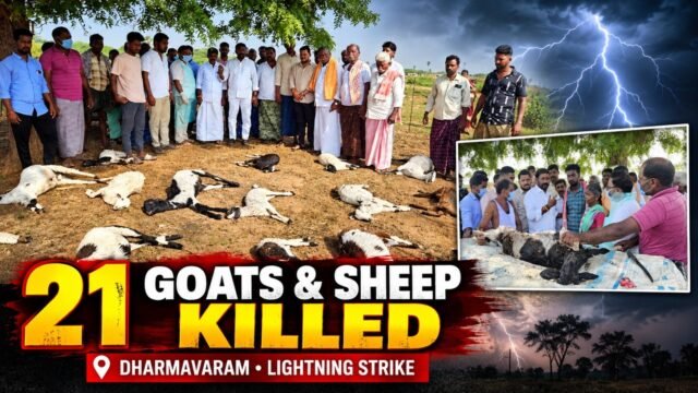 ధర్మవరం ప్రాంతంలో పిడుగుపాటుకు 21 మేకలు, గొర్రెలు మృతి చెందిన ఘటన